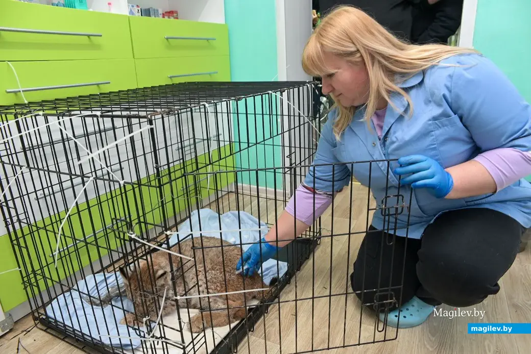 29.12.2025. Бобруйск. Спасенная рысь в ветеринарной клинике.