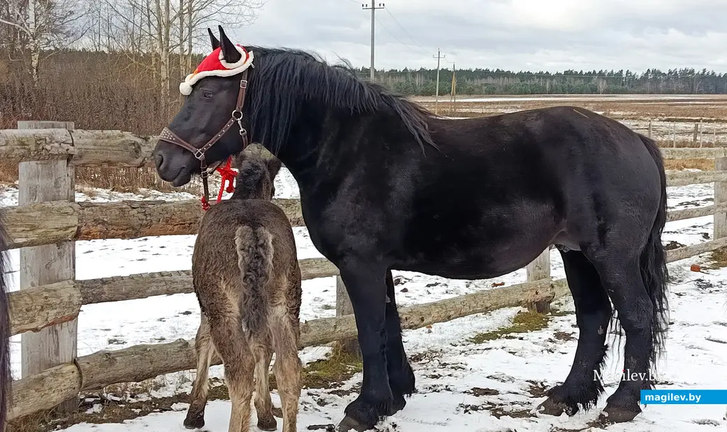 Декабрь 2025 г. Питомцы Виктории Шеремет.