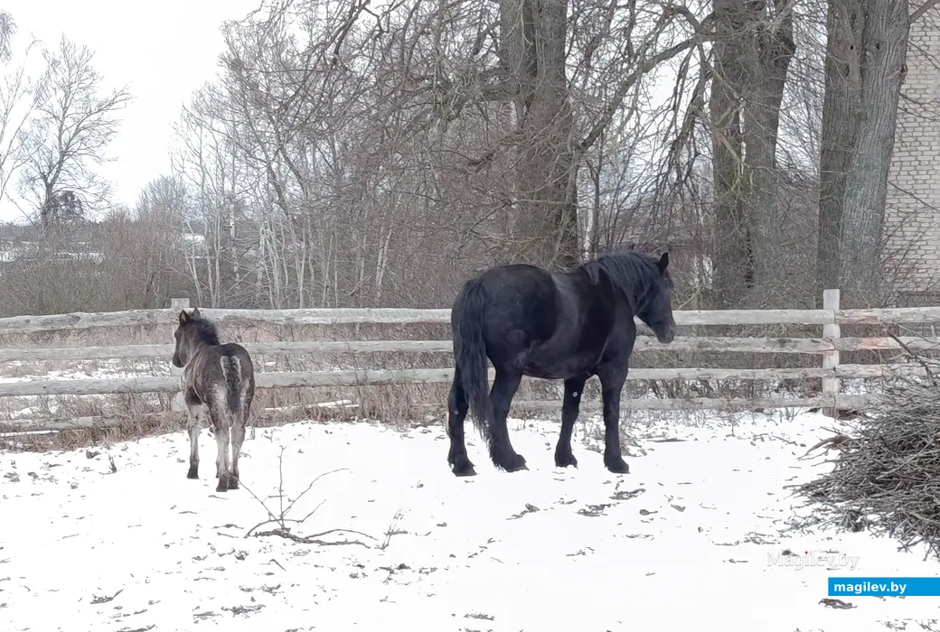 Декабрь 2025 г. Питомцы Виктории Шеремет.