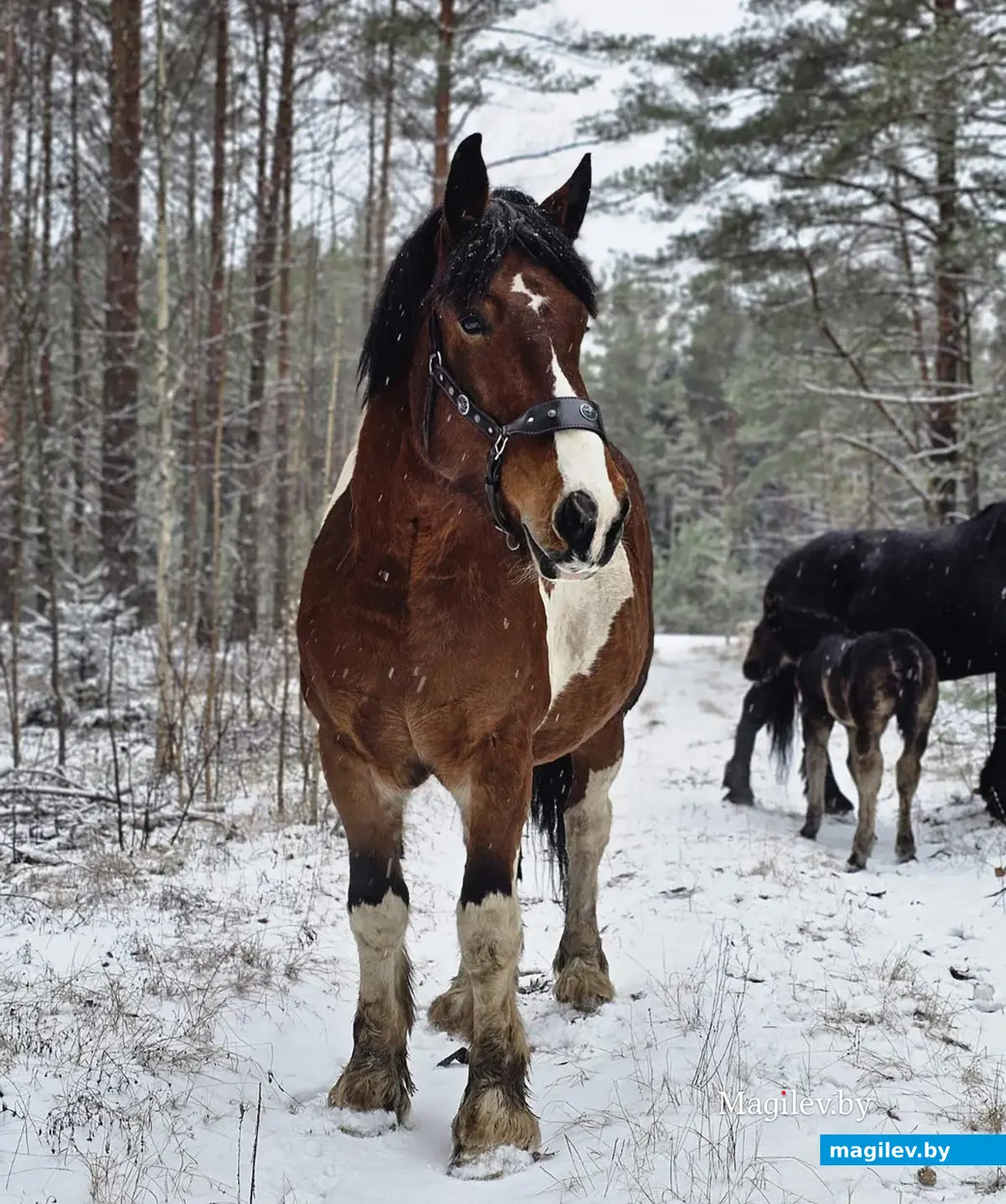Декабрь 2025 г. Лошадь Виктории Шеремет.
