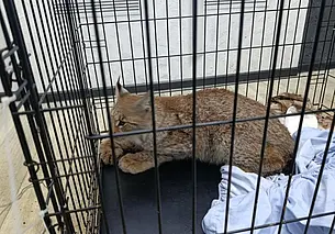 Чудо под Новый год