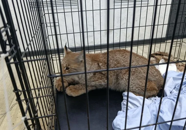 Чудо под Новый год