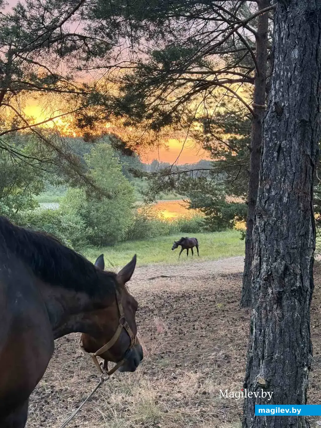 Прогулки на лошади по такой местности – настоящее удовольствие.