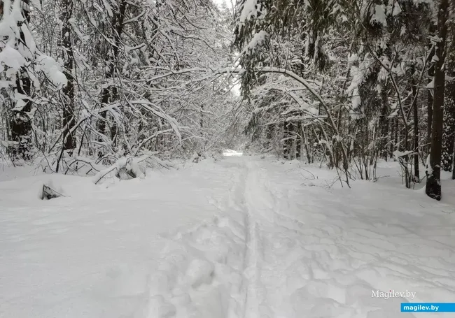 Снег и мороз до 6 градусов: какой будет погода в Могилеве во вторник, 6 января