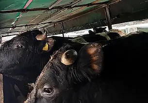 Россельхознадзор вернул в Беларусь более 20 коров: что с ними не так?