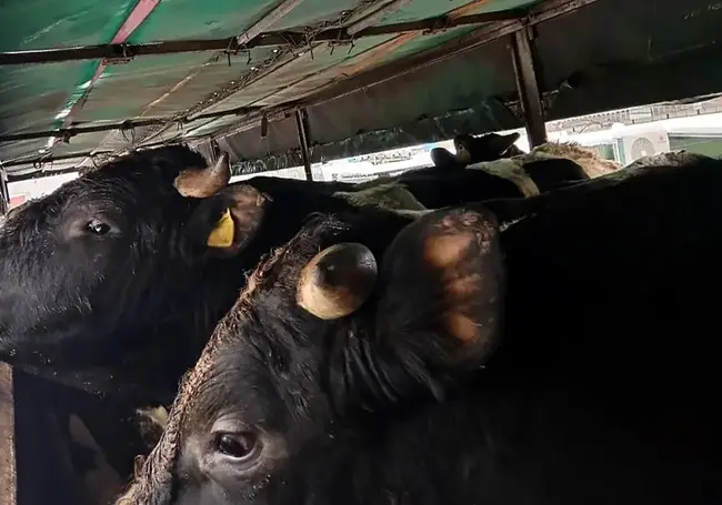 Россельхознадзор вернул в Беларусь более 20 коров: что с ними не так?