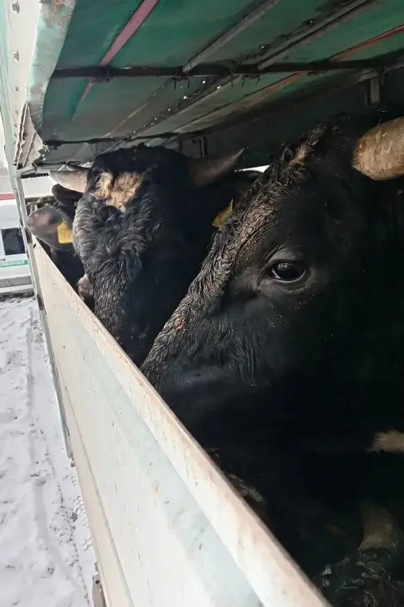 Россельхознадзор вернул в Беларусь более 20 коров