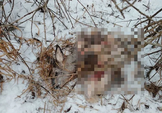 В Быховском районе охотник «перепутал» зайца с косулей: тушу разделал и закопал в снегу