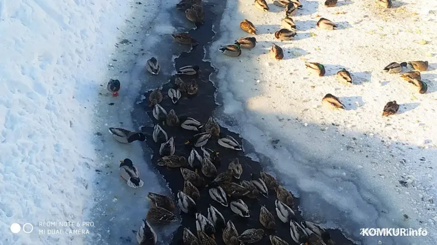16.01.2026. Утки замерзают на речке Солянка в Старых Дорогах. 