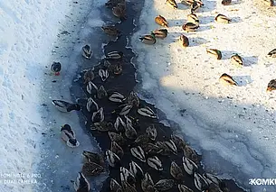 Сотни голодных птах замерзают в Старых Дорогах. Как и чем им можно помочь? (видео)