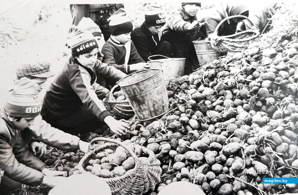  1970-я. Усцярхоўскія і засценкаўскія дзеці на працы ў калгасе.