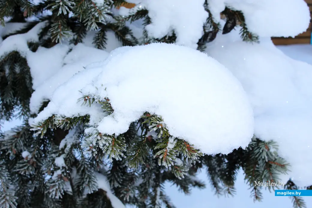 17 января 2026 года. Могилев.  