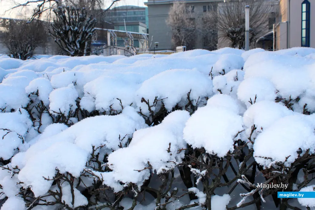 17 января 2026 года. Могилев.  