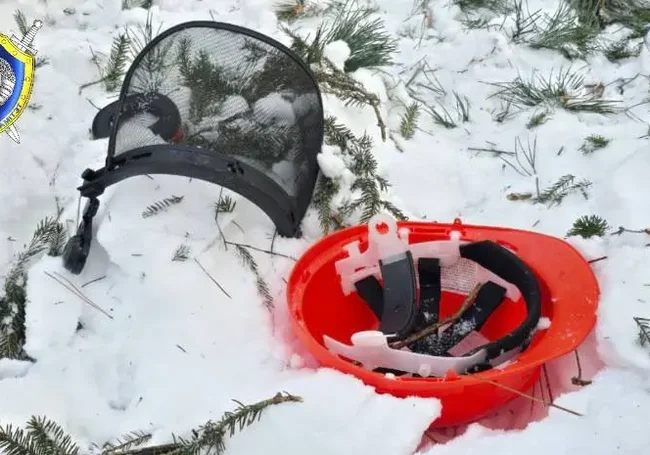 В Костюковичском районе при валке леса погиб работник: его придавило упавшим деревом