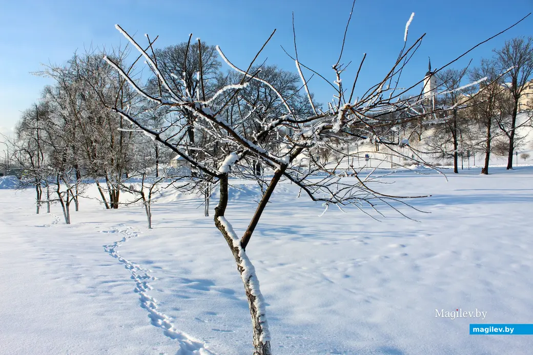 20 января 2026 года. Могилев. Парк Подниколье.  