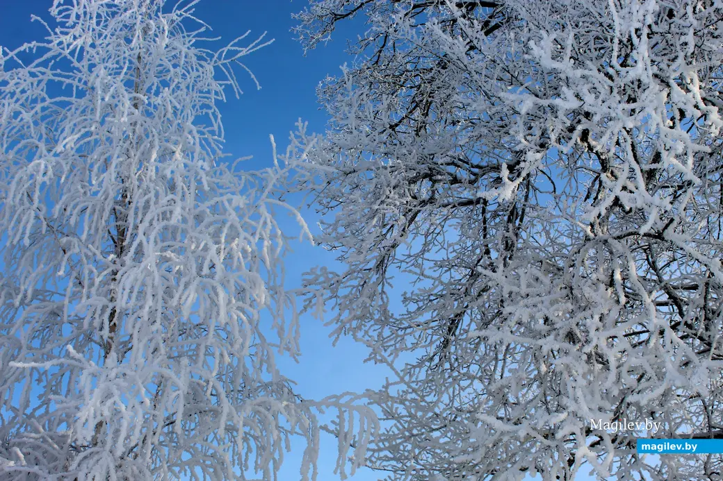 20 января 2026 года. Могилев. Парк Подниколье.  