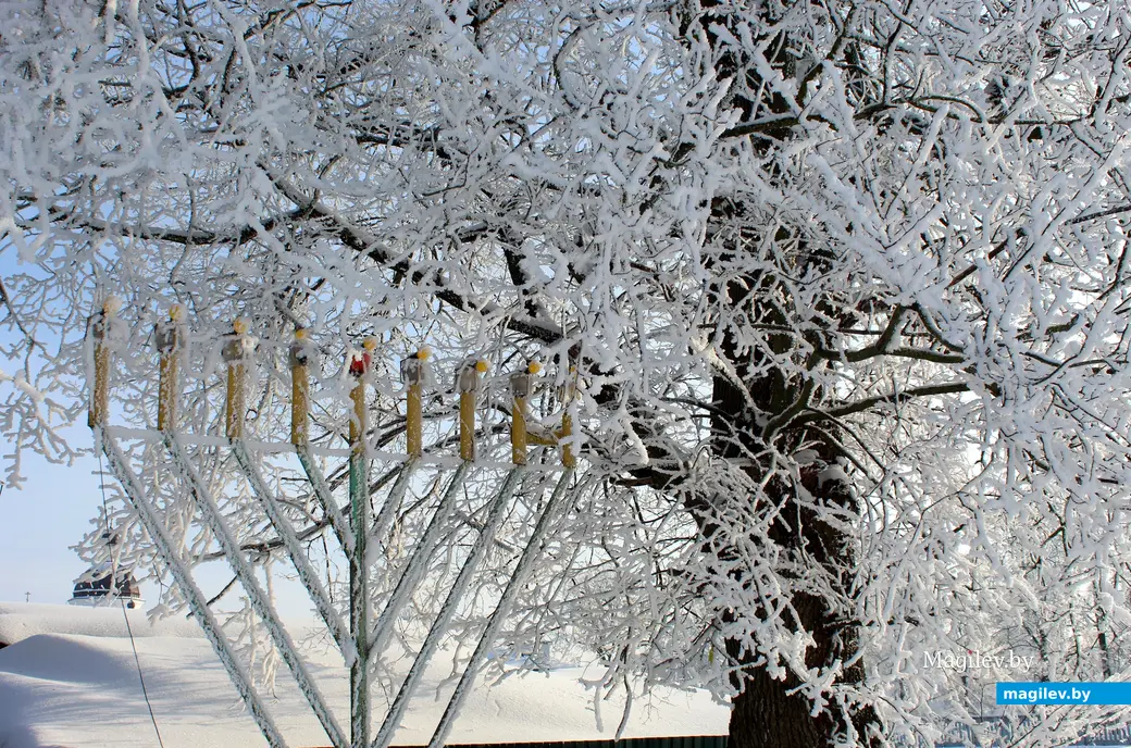 20 января 2026 года. Могилев. Парк Подниколье.  