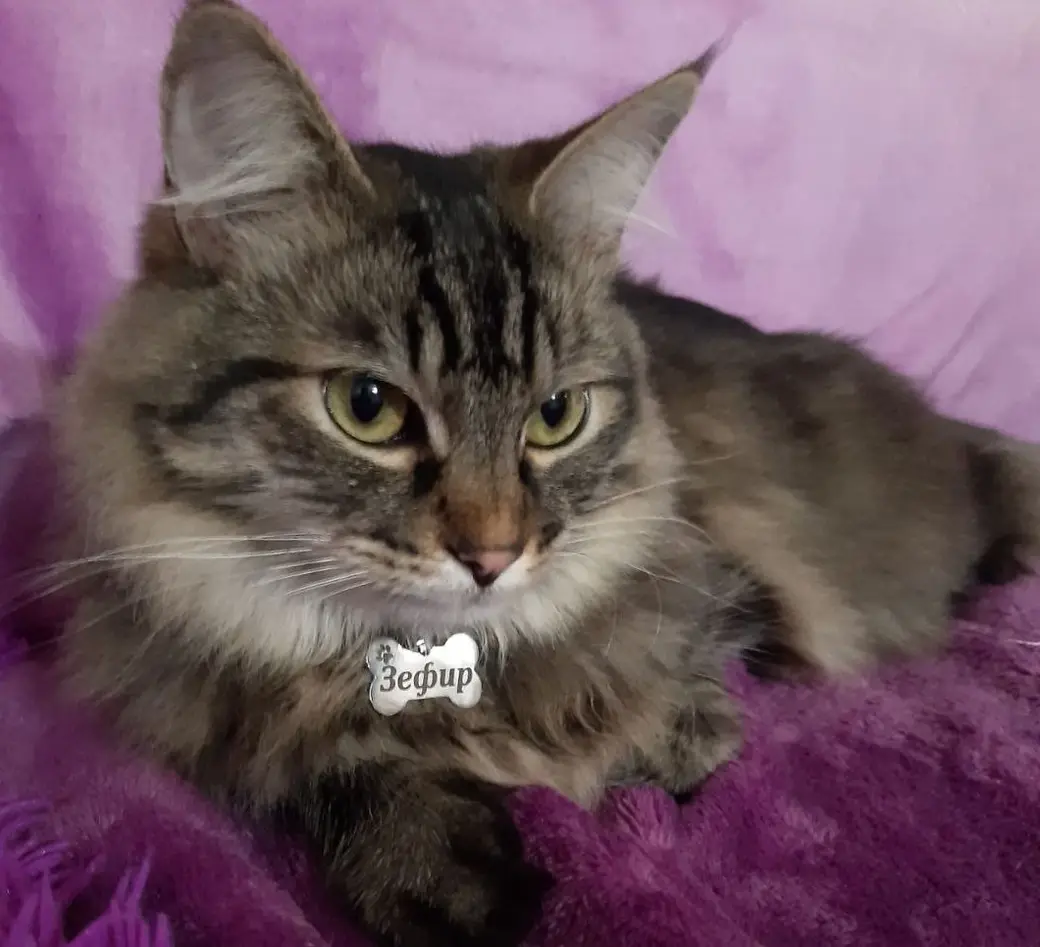 А это кот Зефир, которого Юлия несколько лет назад подобрала и выходила.