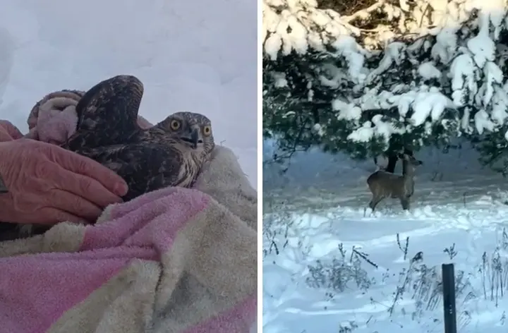 Ястреб в Бобруйске и косуля в Думановщине. Кадры из видео. 