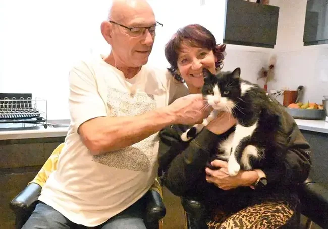 Потерявшийся в Испании кот вернулся домой во Францию, преодолев 250 км