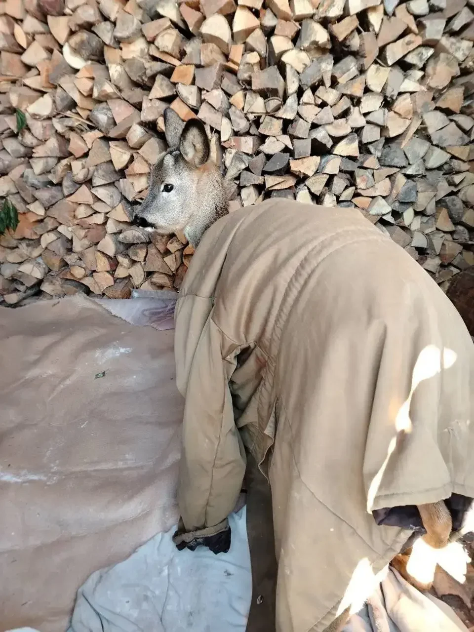 В деревню Баневка Бобруйского района пришла косуля. Фото районной газеты «Кiравец». 