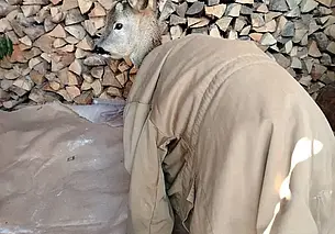 Косуля пришла в деревню на Бобруйщине. Смотрите, как радушные хозяева согрели животное