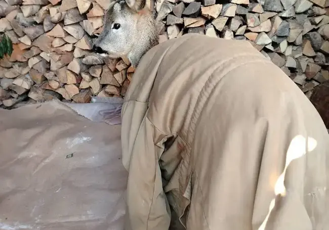 Косуля пришла в деревню на Бобруйщине. Смотрите, как радушные хозяева согрели животное