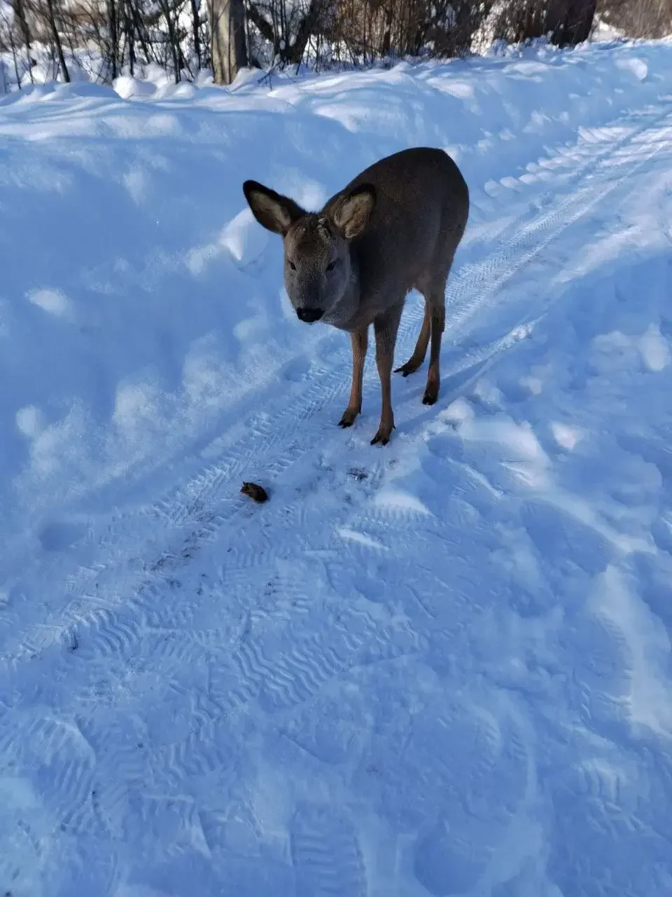 В деревню Баневка Бобруйского района пришла косуля. Фото районной газеты «Кiравец». 