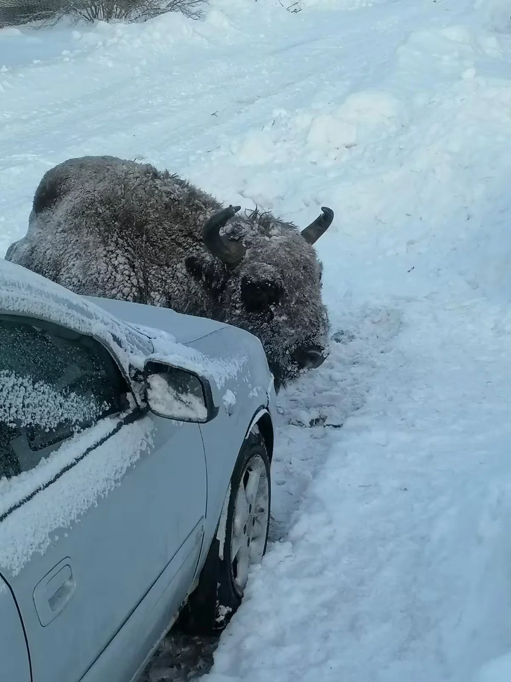 30.01.2026. Зубр отдыхает на улице в Елизово. 