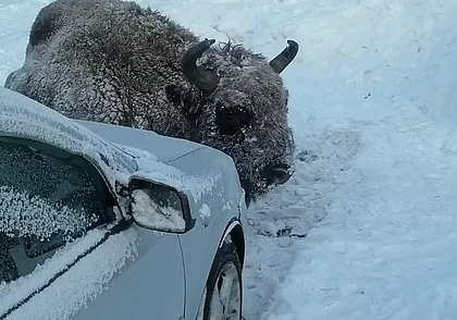Зубр гуляет по улице в Елизово