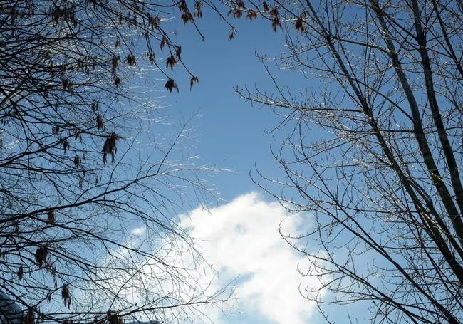 Осадков не предвидится, днем до 11 градусов мороза: погода в Могилеве 9 февраля