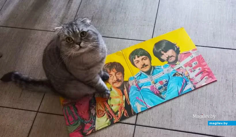  Мой кот Масик в восторге от  альбома «Битлз» «Sgt. Pepper's Lonely Hearts Club Band».