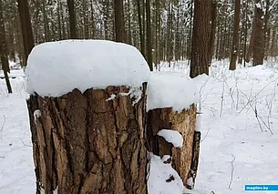 Скользко и до 13 градусов мороза: погода в Могилеве 4 февраля