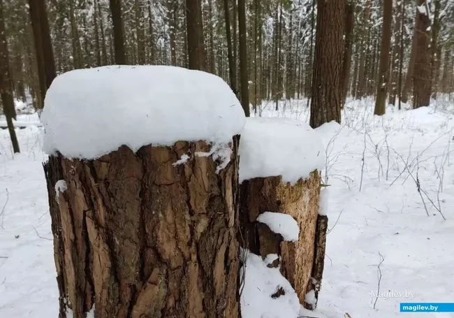 Скользко и до 13 градусов мороза: погода в Могилеве 4 февраля