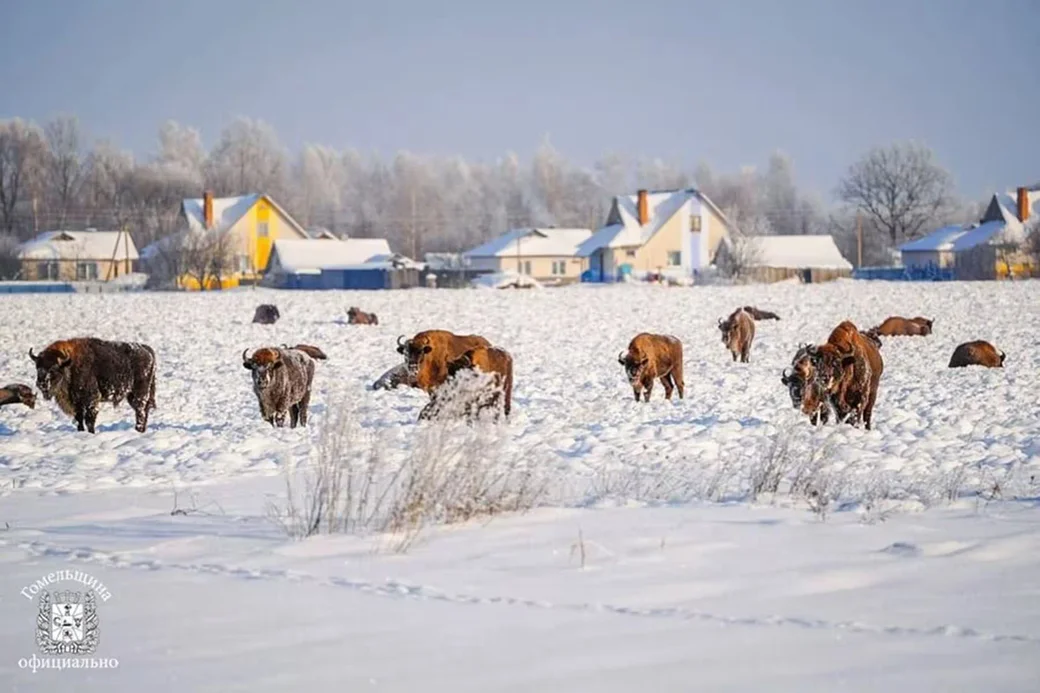  Стадо зубров пришло к жителям агрогородка Озераны. Фото: gomel_region/instagram.com.