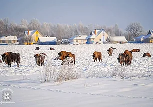 Стадо зубров пришло к жителям агрогородка в Гомельской области. Фотофакт