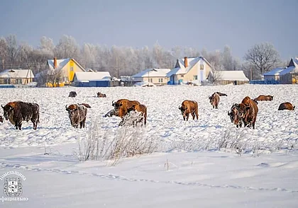 Стадо зубров пришло к жителям агрогородка в Гомельской области. Фотофакт