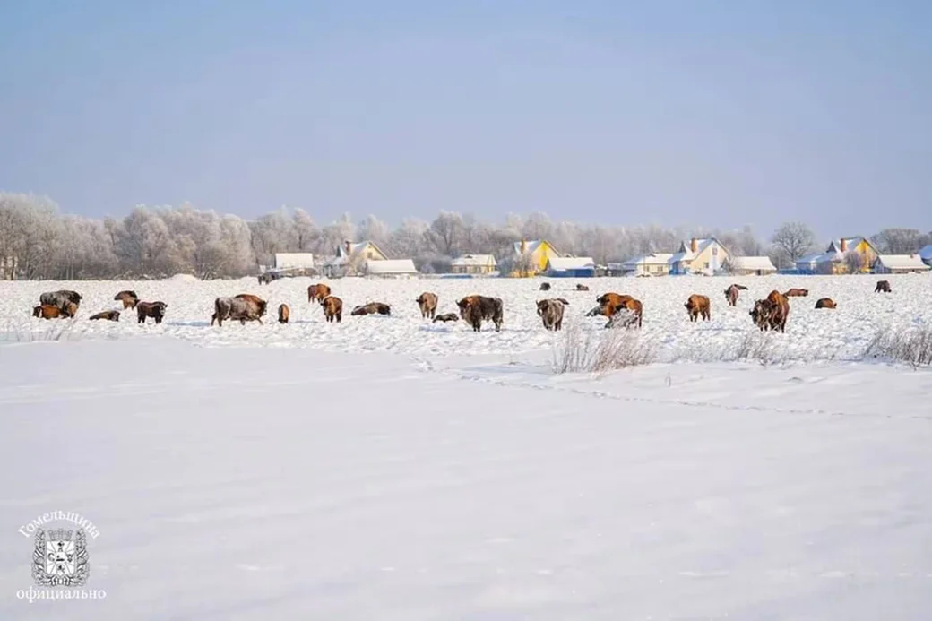  Стадо зубров пришло к жителям агрогородка Озераны. Фото: gomel_region/instagram.com. 