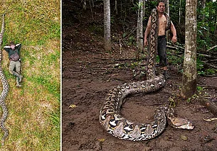 Самая длинная в мире змея обнаружена в Индонезии. Фото