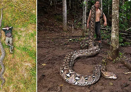 Самая длинная в мире змея обнаружена в Индонезии. Фото