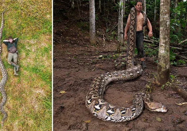 Самая длинная в мире змея обнаружена в Индонезии. Фото