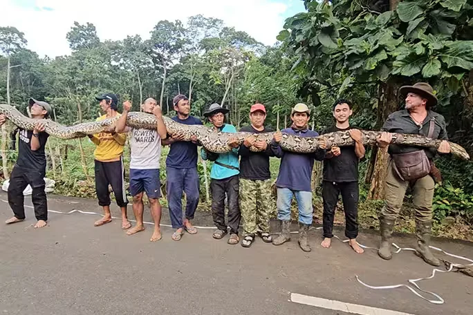 Длина самки сетчатого питона составляет 7,22 метра. Фото: guinnessworldrecords.com. 