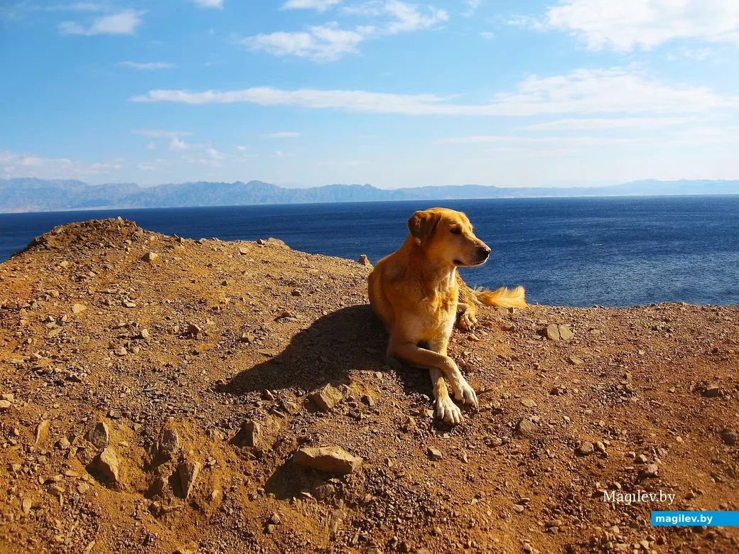 2014 год, Египет, Дахаб. Мой тогдашний четвероногий спутник, 