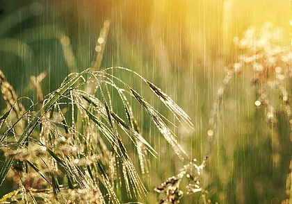 Дождливо и прохладно: какой будет погода в Могилеве 3 июня