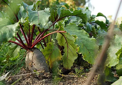 Чем подкормить свеклу в начале лета, чтобы быть с урожаем осенью? Подсказываем