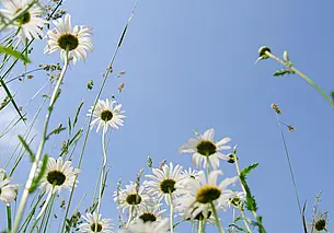 Облачно, дожди и грозы: какой будет погода в Могилеве в среду, 30 июля