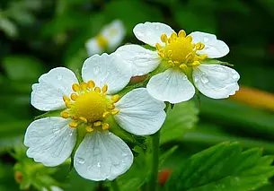 Можно ли полоть клубнику, когда она цветет?