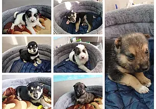 Котята, щенки и кошка Черничка: кто ищет хозяина в Могилеве