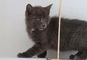 Котенок без клички.