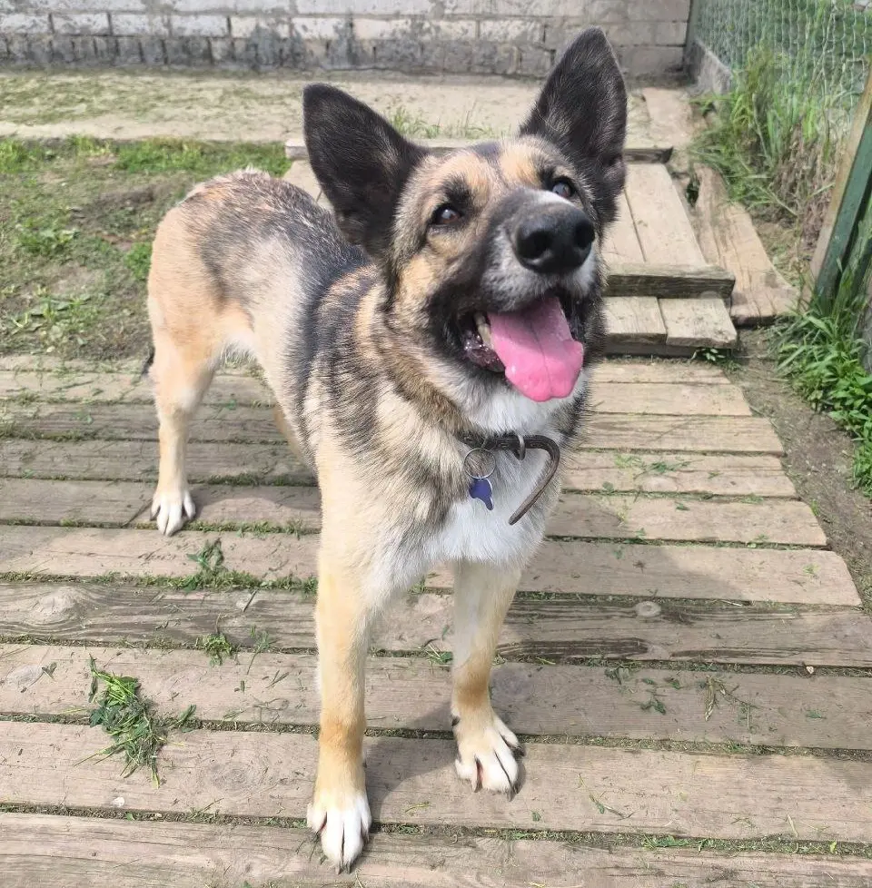 Пес Перчик.